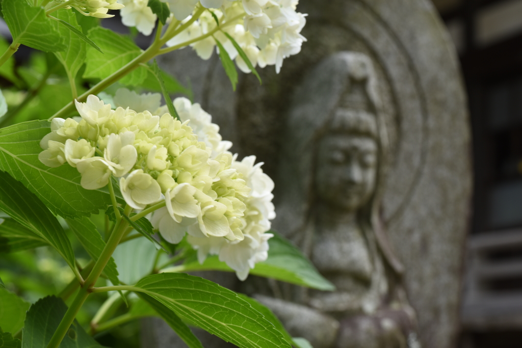 あじさい寺