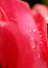 薔薇
