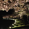 夜桜回廊