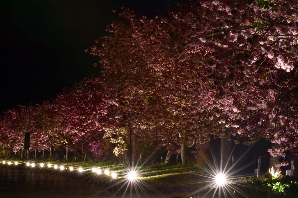 天竜峡桜街道