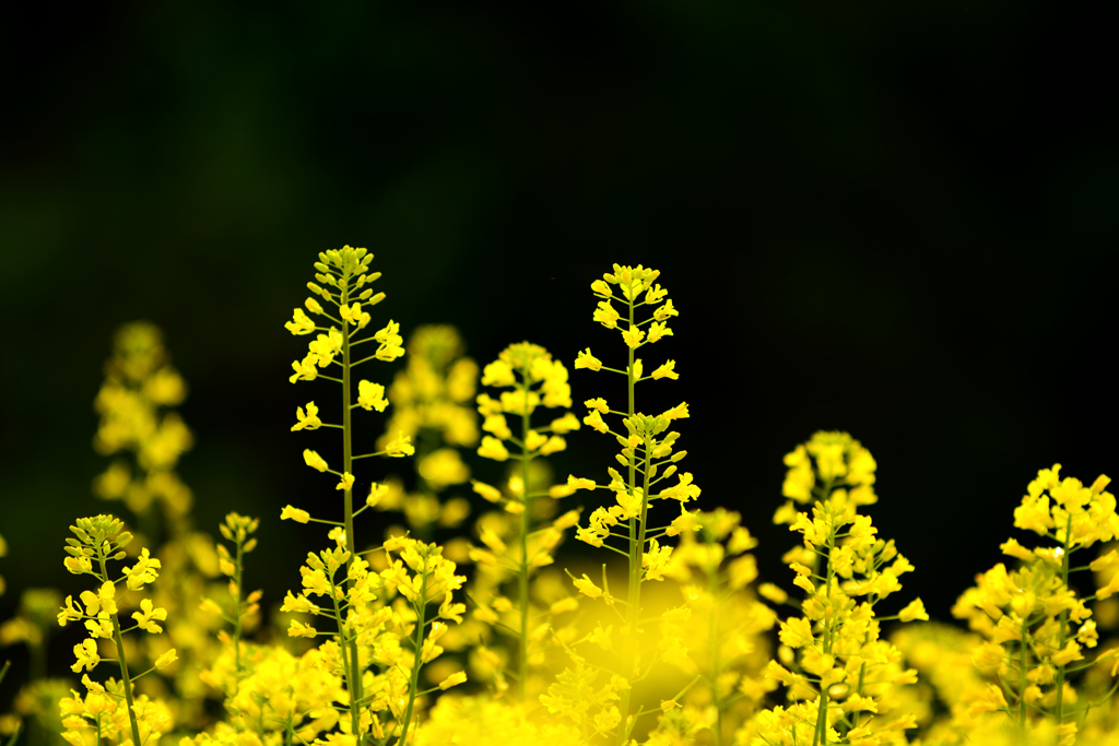 菜の花畑