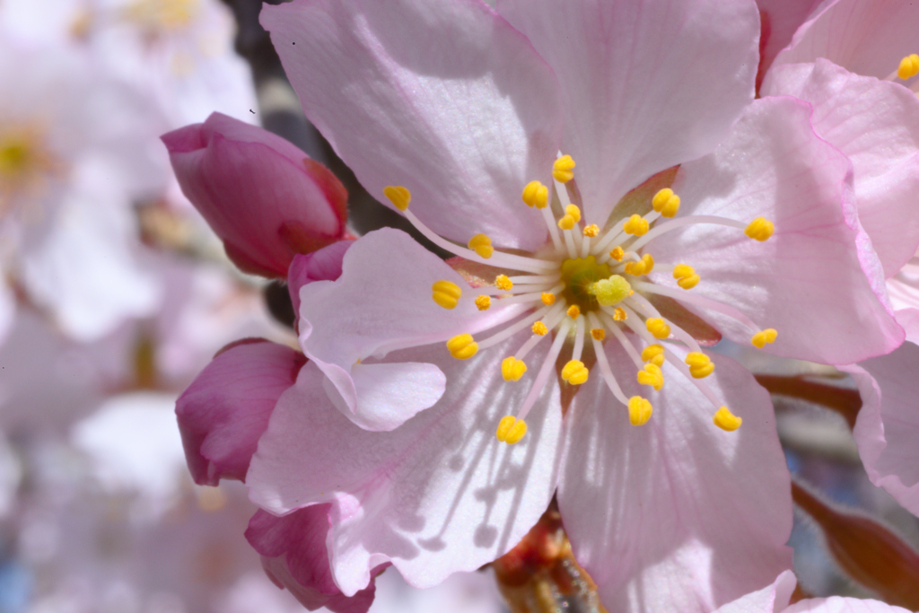 春めき桜