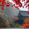 紅葉散しの雨