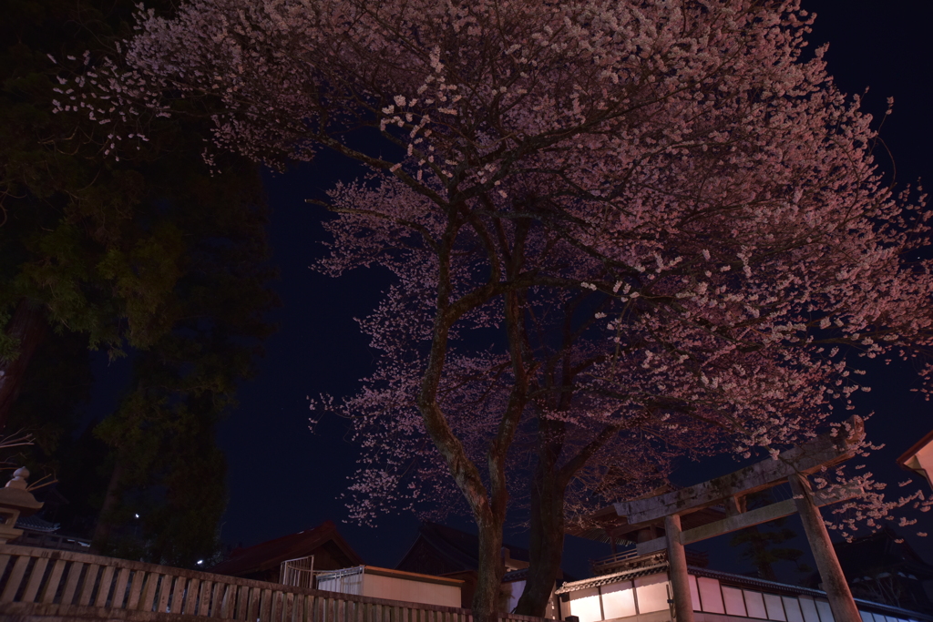 夜桜と白壁