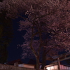 夜桜と白壁