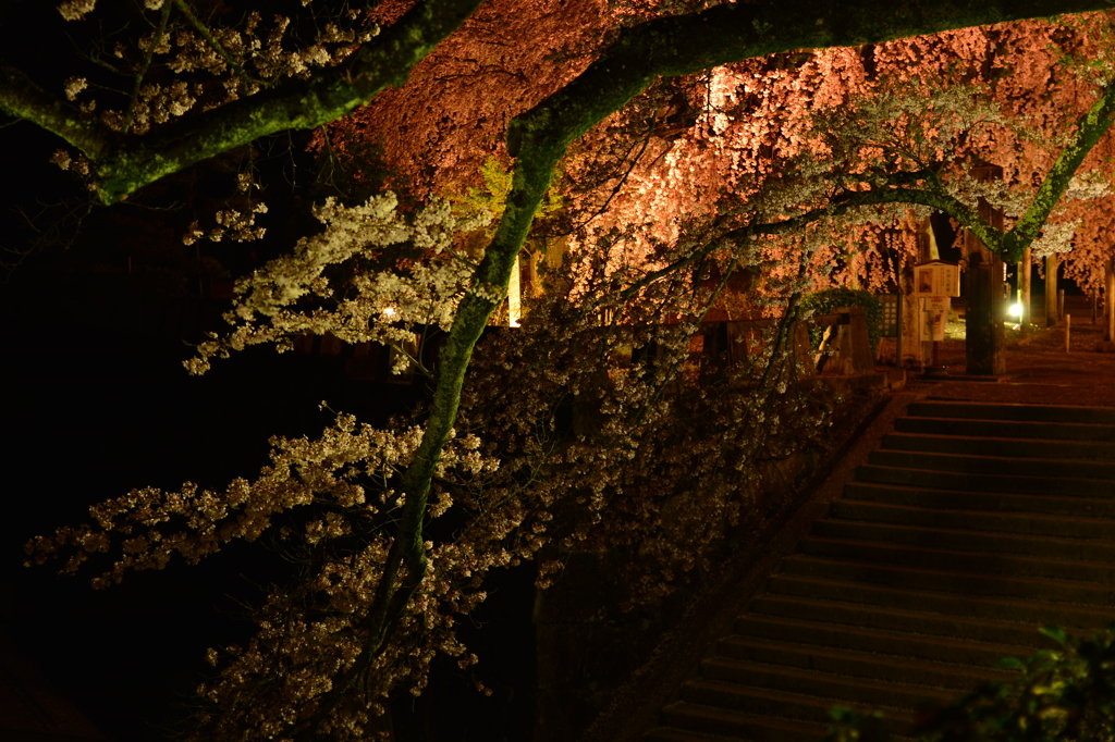麻績の舞台桜