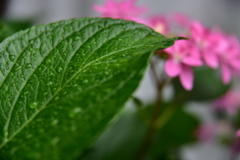 梅雨