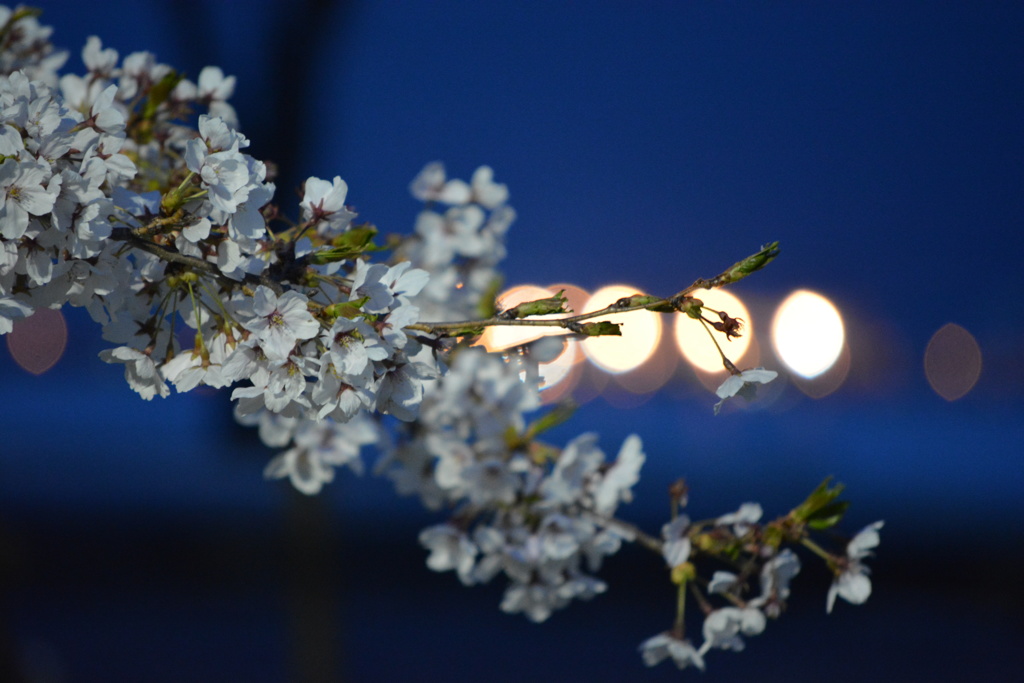 夜桜