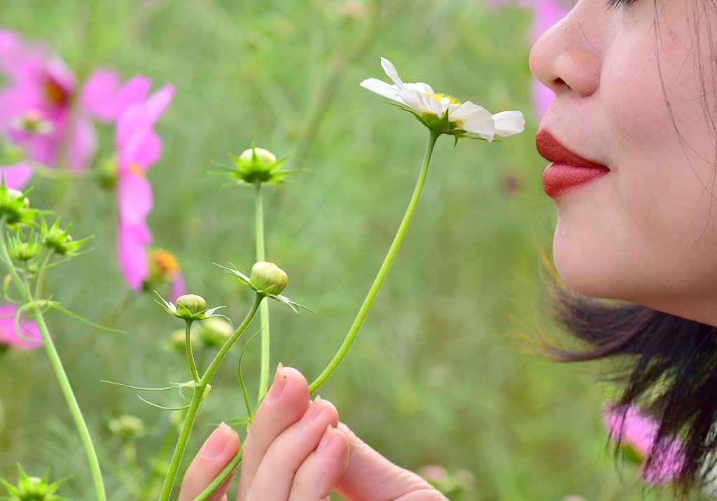 秋桜