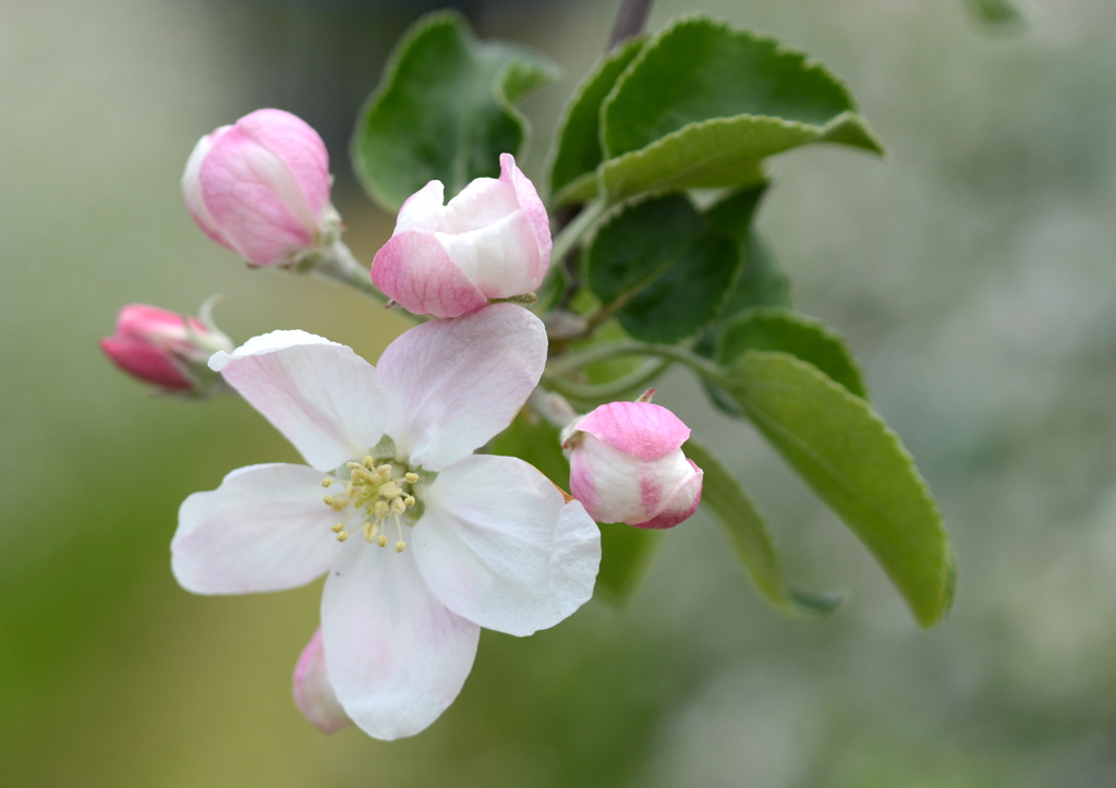 桜の後は林檎の花