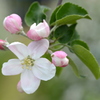 桜の後は林檎の花
