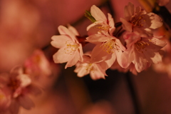 麻績の里舞台桜