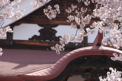 桜舞う