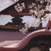 桜舞う