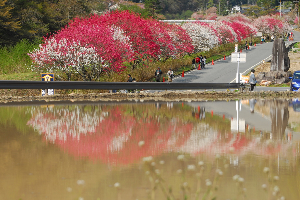 田植え前