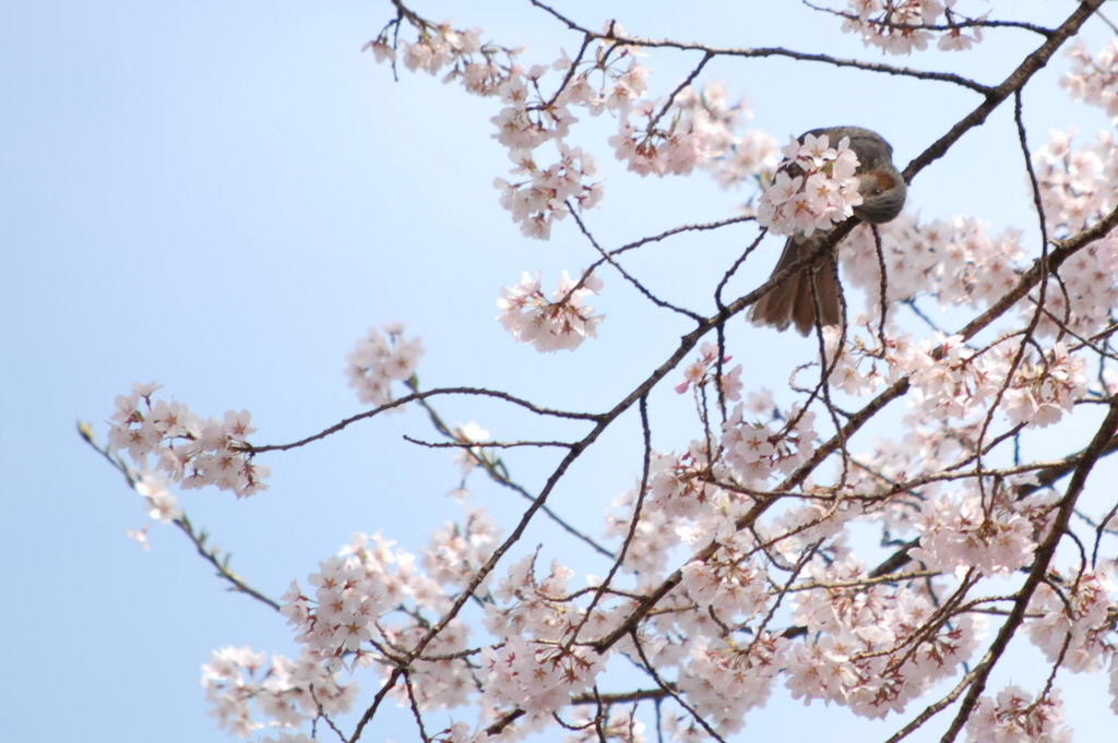 花より団子