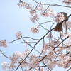 花より団子