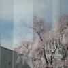 桜と化石