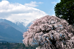 吉瀬のしだれ桜　１