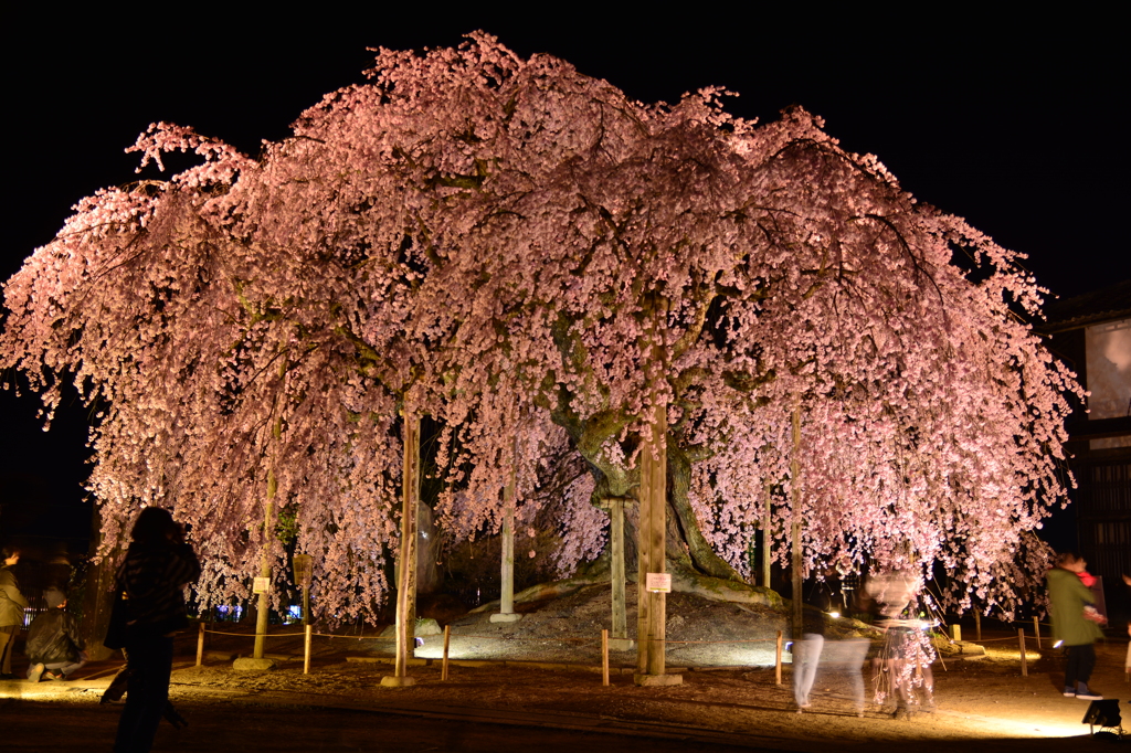 麻績の里舞台桜