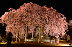 麻績の里舞台桜