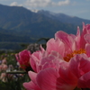 芍薬