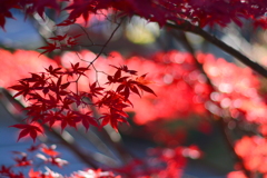 紅葉