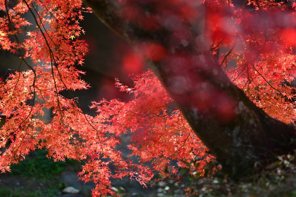 紅葉