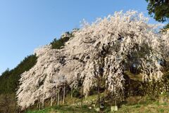 くよとの枝垂れ桜