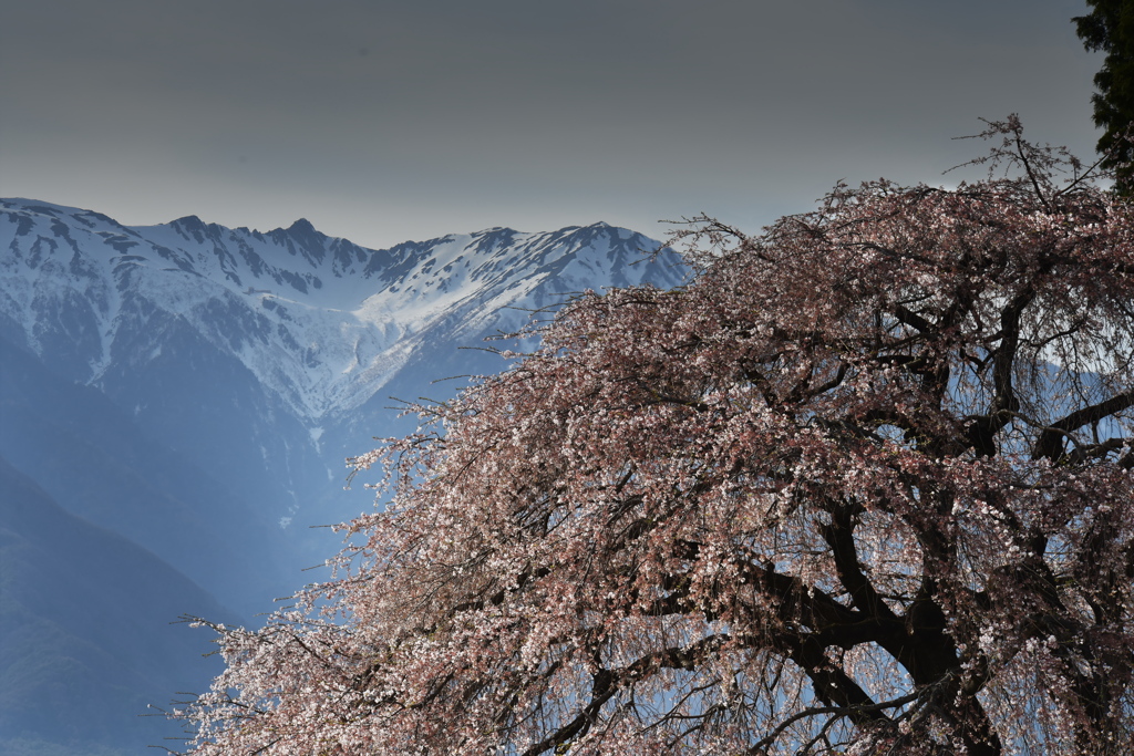 枝垂れ桜と中央アルプス