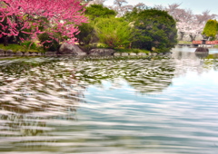 花筏