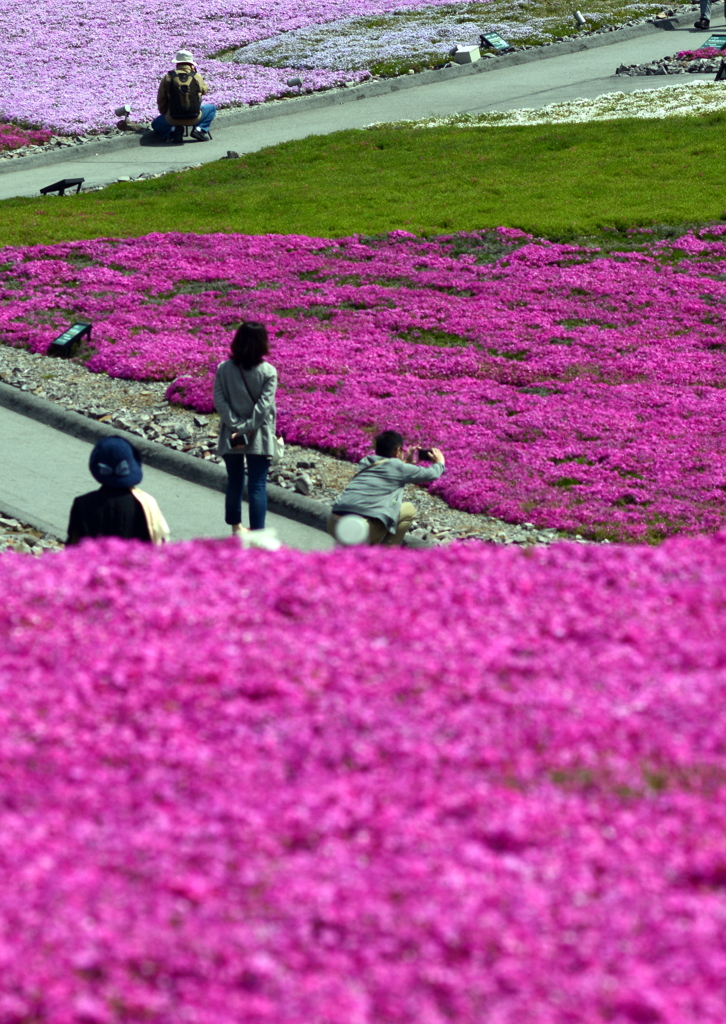 天空の芝桜