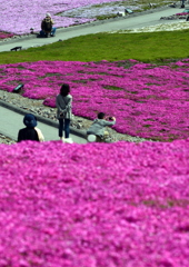 天空の芝桜