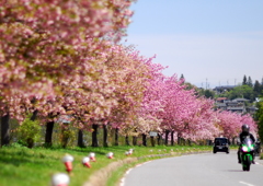 桜街道ツーリング