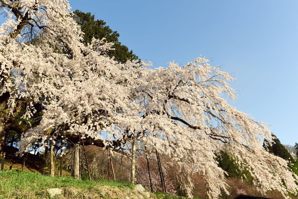 くよとの枝垂れ桜　２