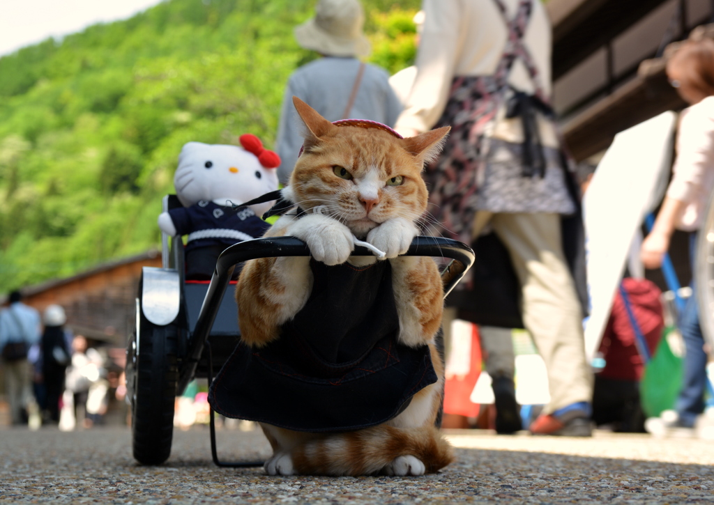 猫力車！