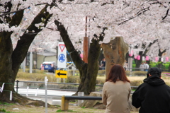 桜並木の二人
