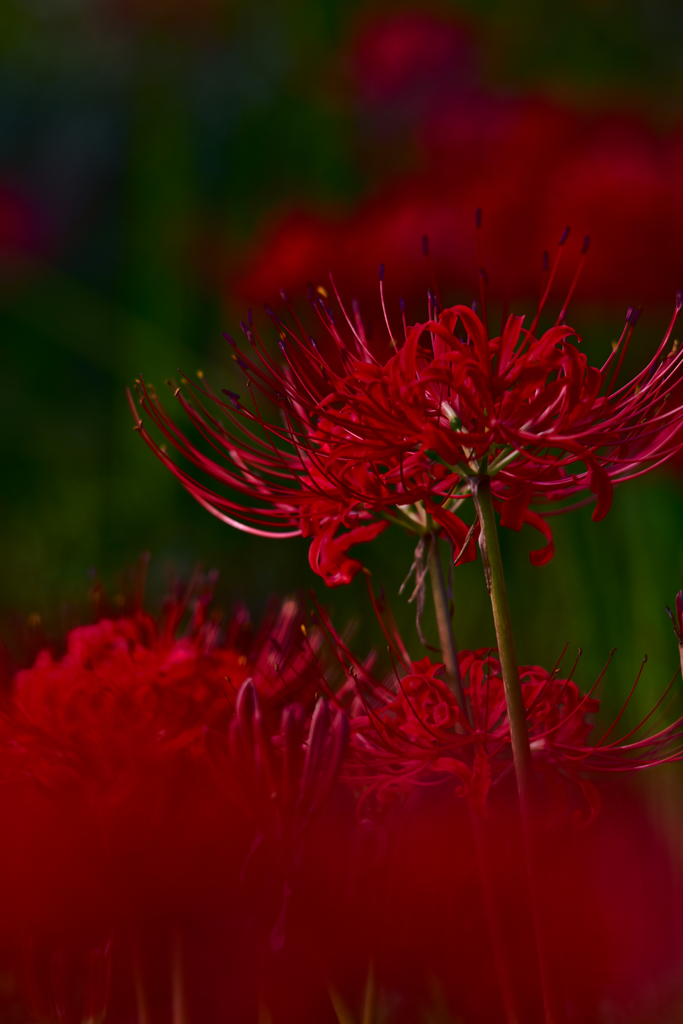 曼珠沙華