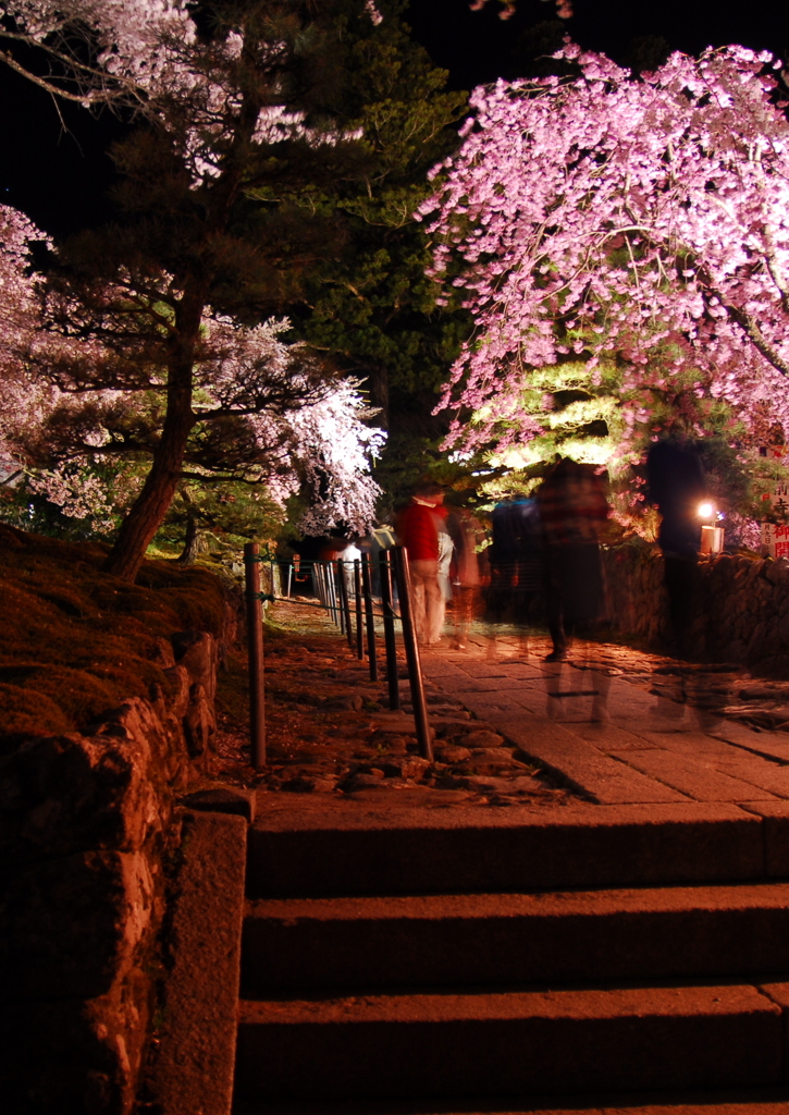 夜桜散策