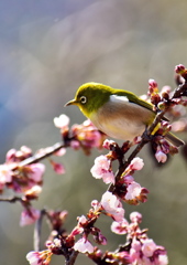 春が来た　２