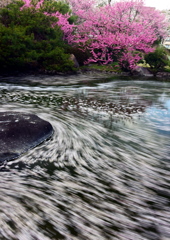 花筏