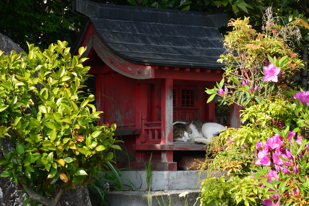 眠り猫