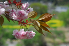 桜と菜の花