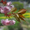 桜と菜の花
