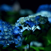 紫陽花園