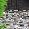 板葺き石置き屋根