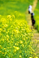 菜の花畑