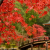 古刹の紅葉