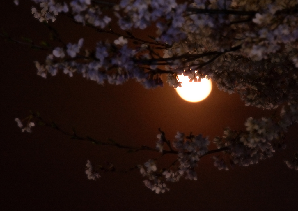 月夜桜