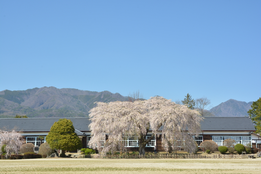 杵原学校の枝垂れ桜